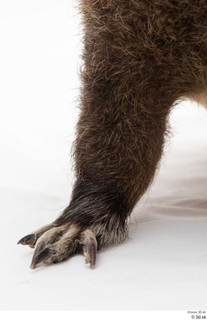 Nutria leg 0008.jpg